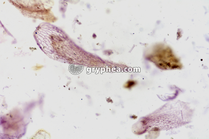 Tourbe x25 - gryphea.com